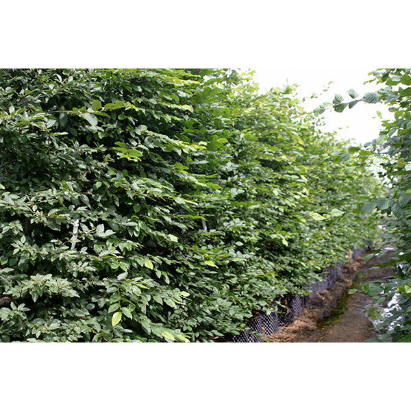 Carpinus betulus (Hedging)