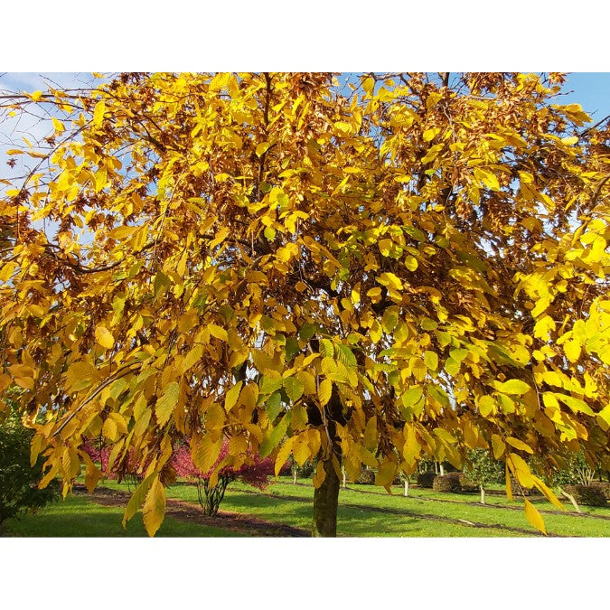 Carpinus betulus 'Pendula'