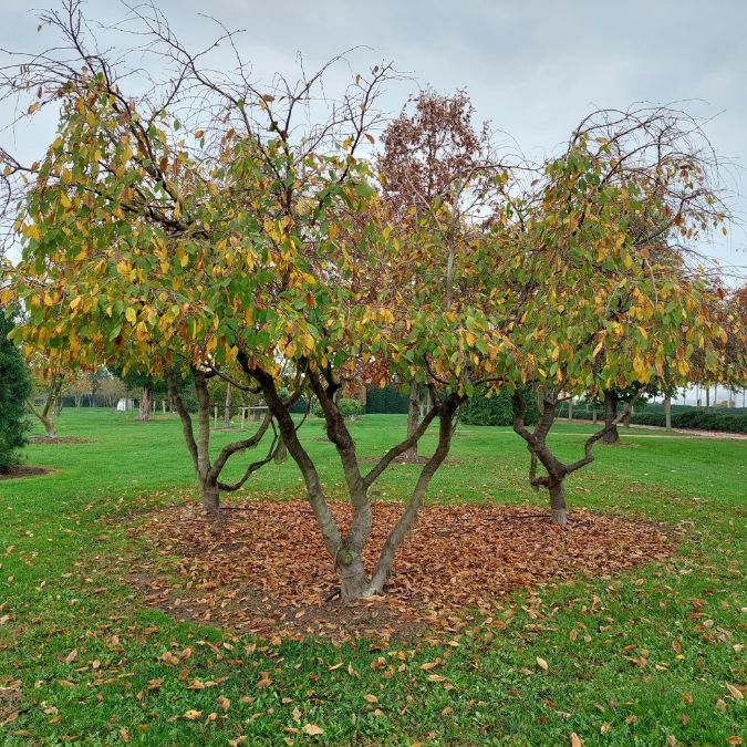 Carpinus betulus 'Pendula'