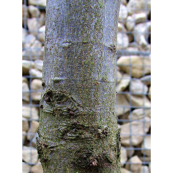 Carpinus betulus (Pleached)