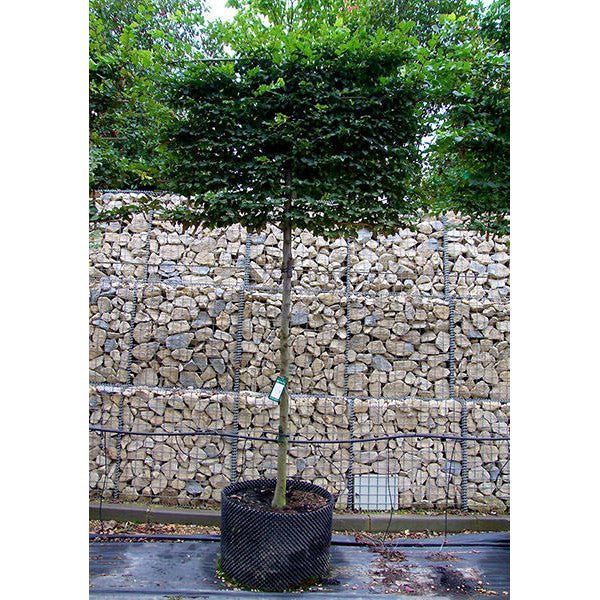 Carpinus betulus (Pleached)