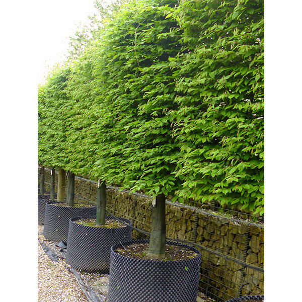 Carpinus betulus (Pleached)