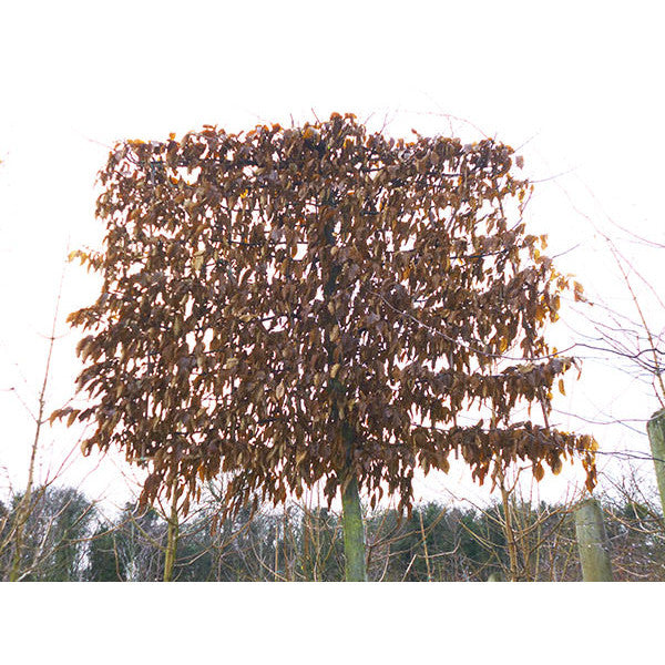 Carpinus betulus (Pleached)