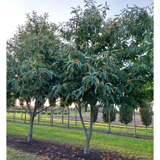Castanea sativa