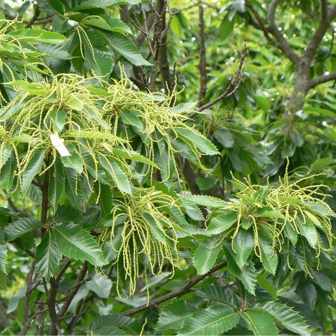 Castanea sativa