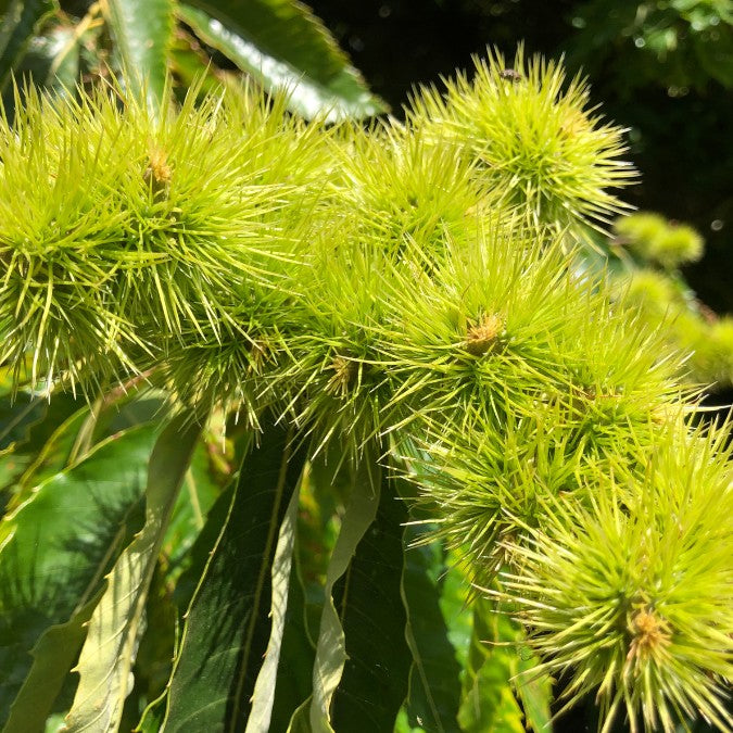 Castanea sativa