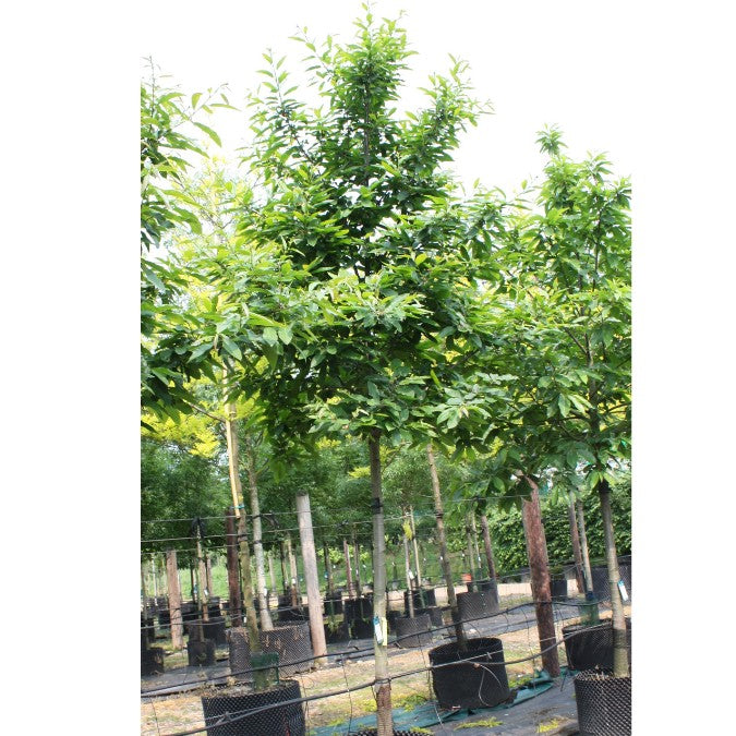 Castanea sativa