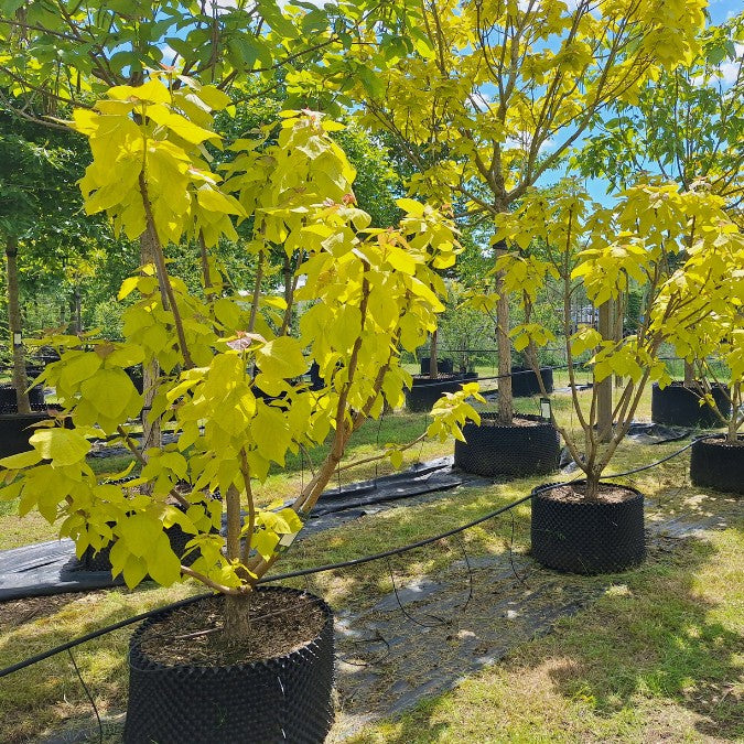 Catalpa bignonioides 'Aurea'