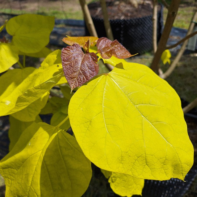Catalpa bignonioides 'Aurea'