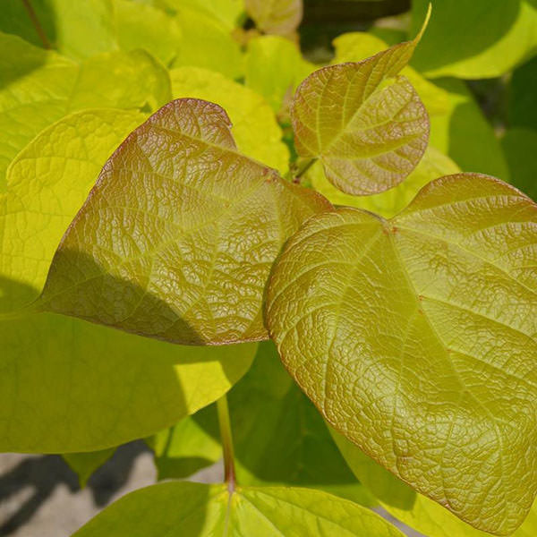 Catalpa bignonioides 'Aurea'