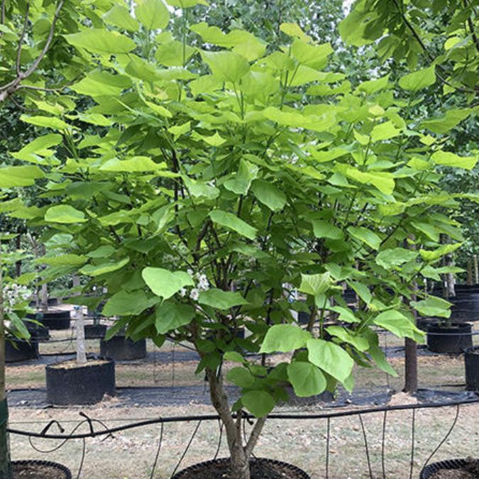 Catalpa bignonioides 'Aurea'