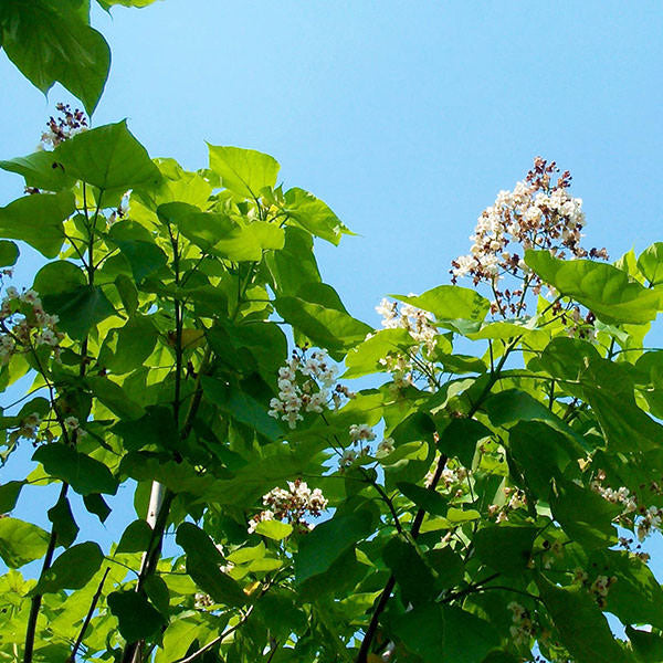 Catalpa bignonioides