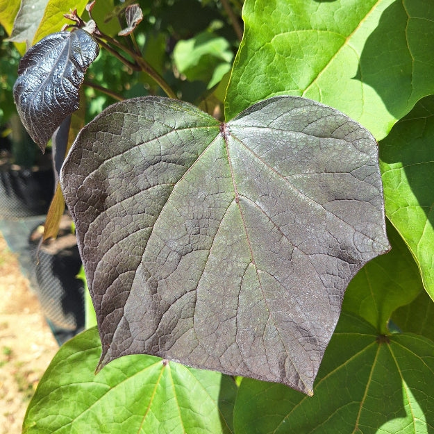 Catalpa x erubescens 'Purpurea'
