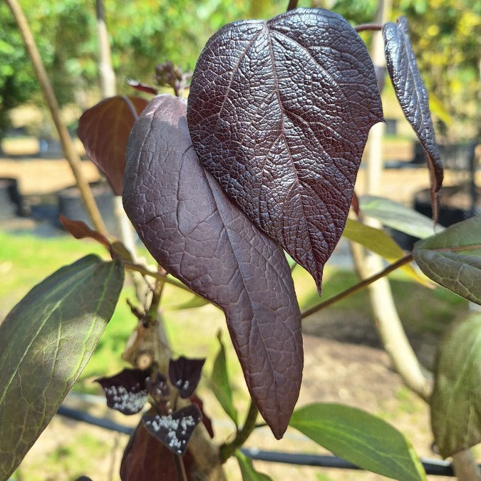 Catalpa x erubescens 'Purpurea'