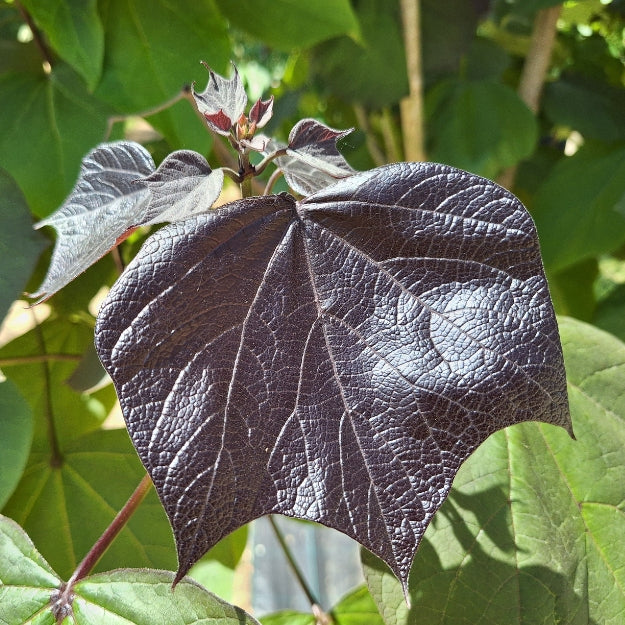 Catalpa x erubescens 'Purpurea'