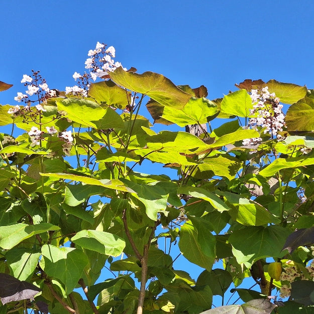 Catalpa x erubescens 'Purpurea'