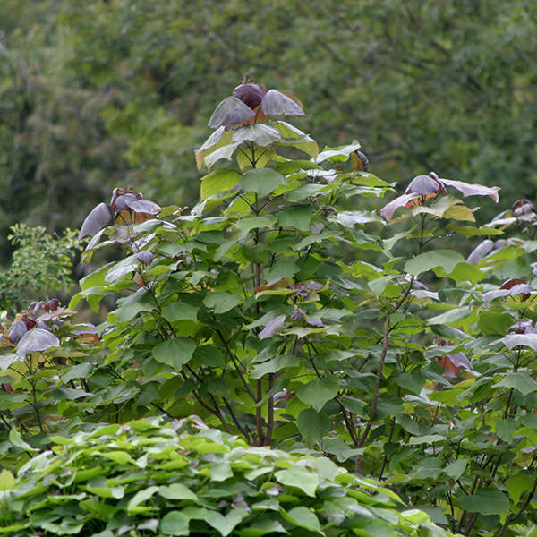 Catalpa x erubescens 'Purpurea'