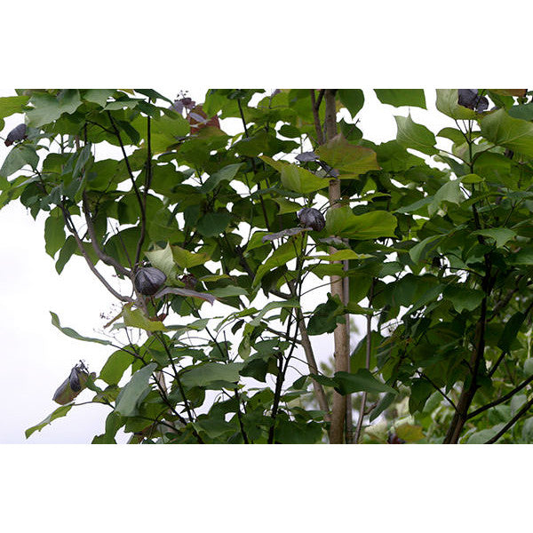 Catalpa x erubescens 'Purpurea'