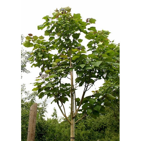 Catalpa x erubescens 'Purpurea'