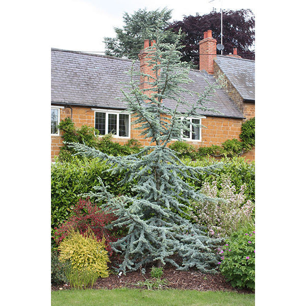 Cedrus atlantica 'Glauca'