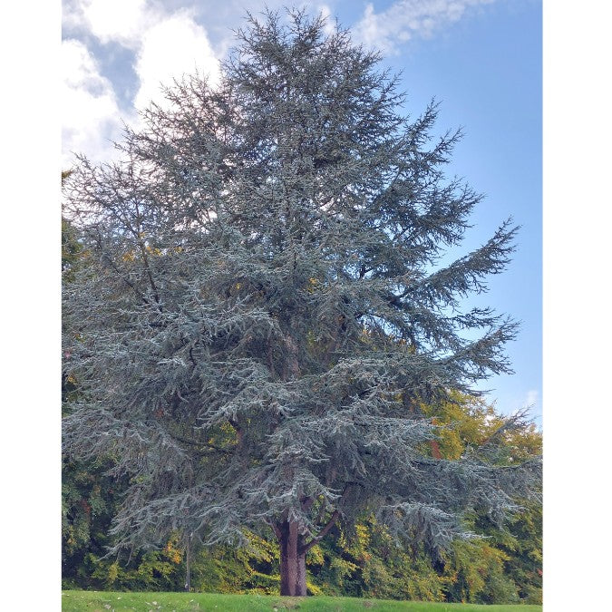 Cedrus atlantica 'Glauca'