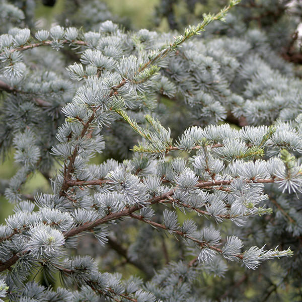 Cedrus atlantica 'Glauca'