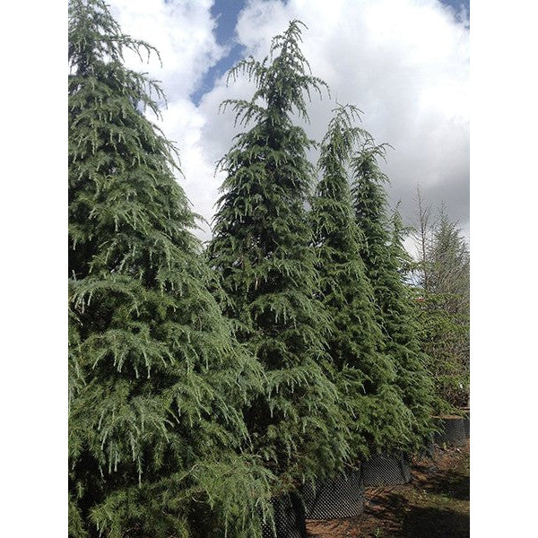 Cedrus deodara
