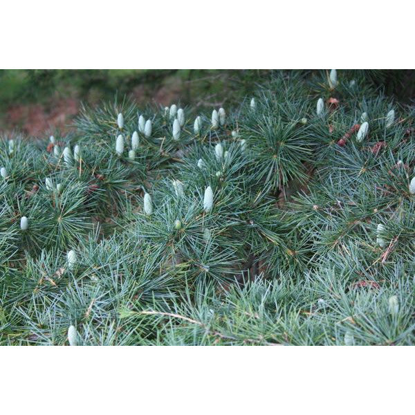 Cedrus deodara