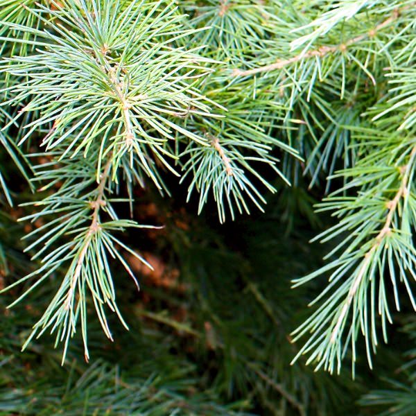 Cedrus deodara