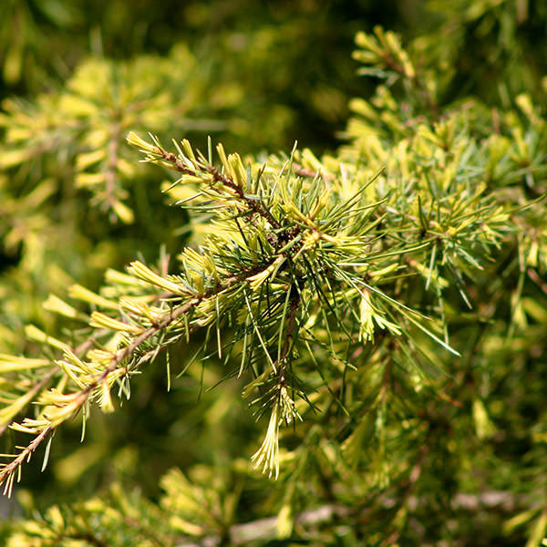 Cedrus deodara 'Aurea'