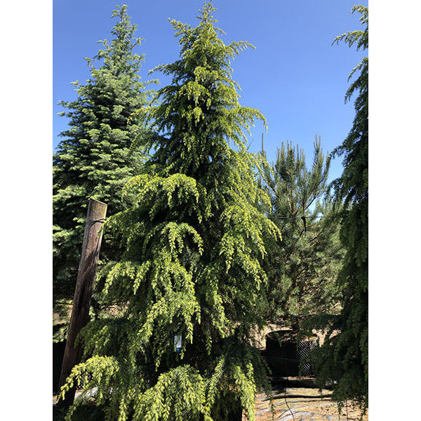 Cedrus deodara 'Aurea'