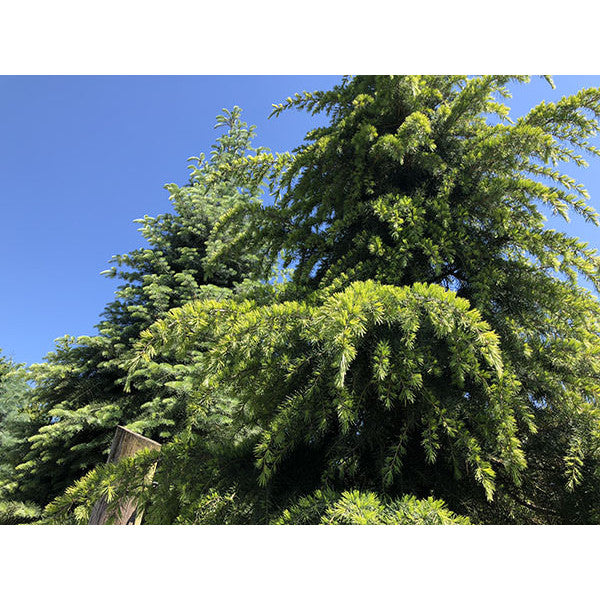 Cedrus deodara 'Aurea'