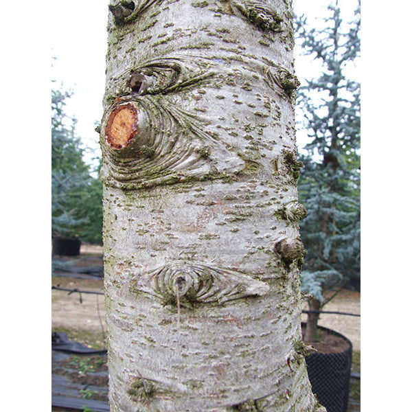 Cedrus deodara 'Aurea'