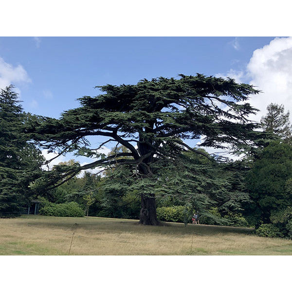 Cedrus libani