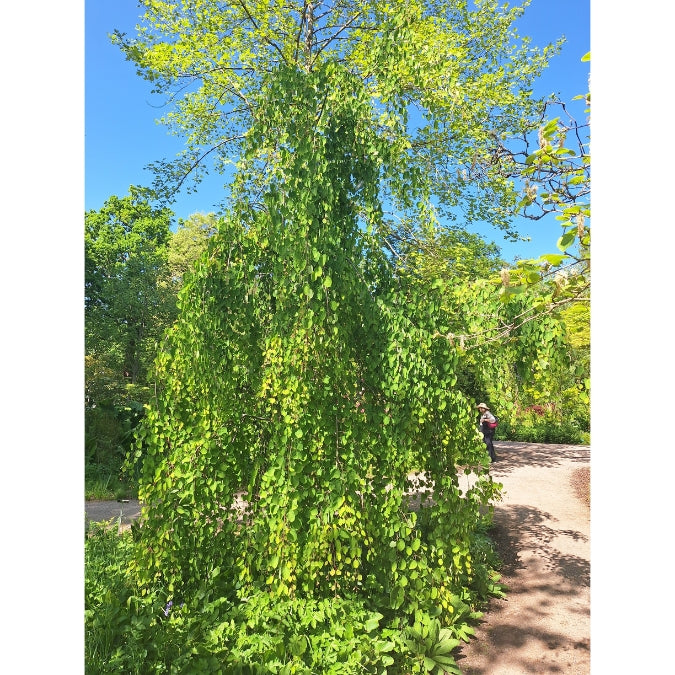 Cercidiphyllum japonicum f. pendulum