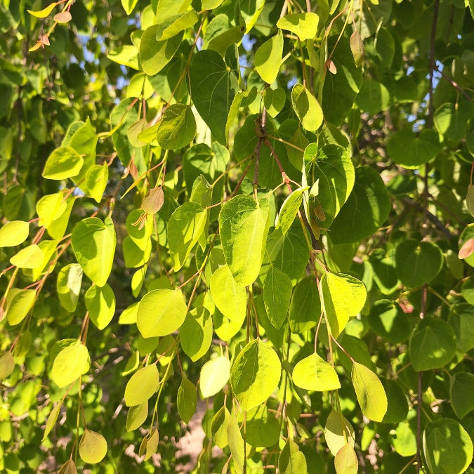 Cercidiphyllum japonicum f. pendulum