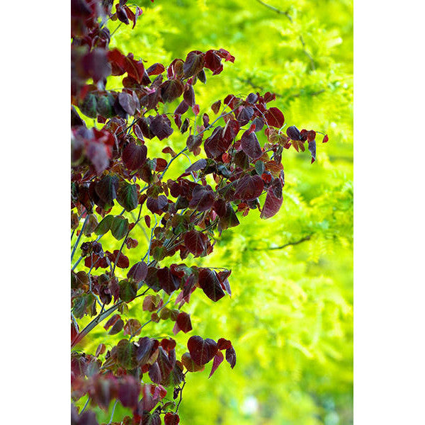 Cercis canadensis 'Forest Pansy'