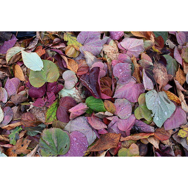 Cercis canadensis 'Forest Pansy'