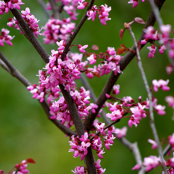 Cercis canadensis 'Forest Pansy'
