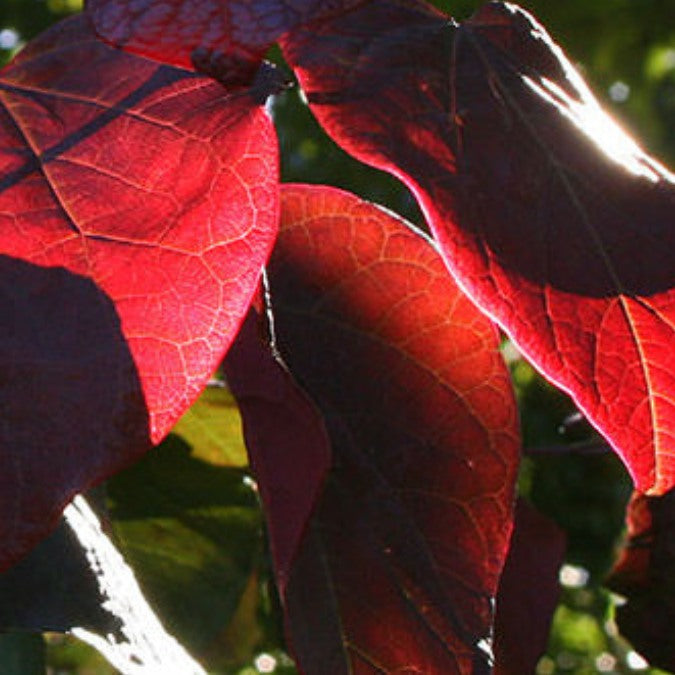 Cercis canadensis 'Forest Pansy'