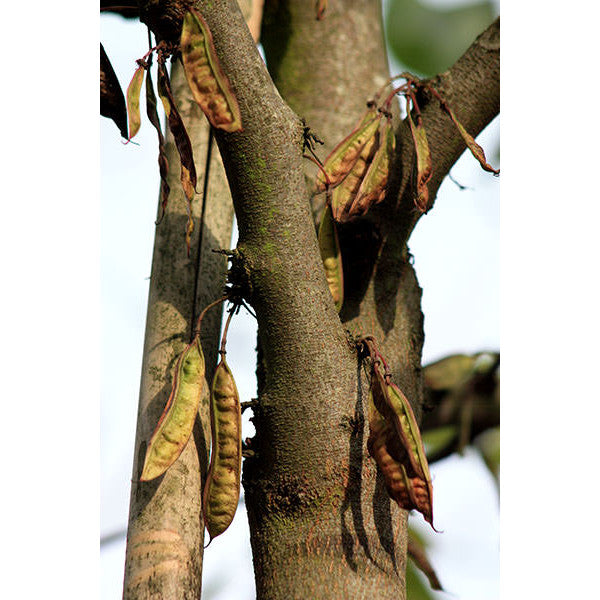 Cercis siliquastrum