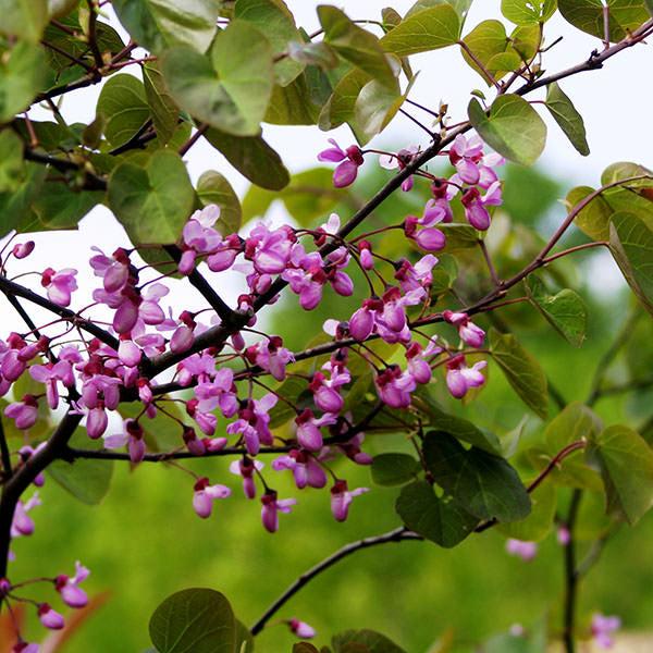 Cercis siliquastrum