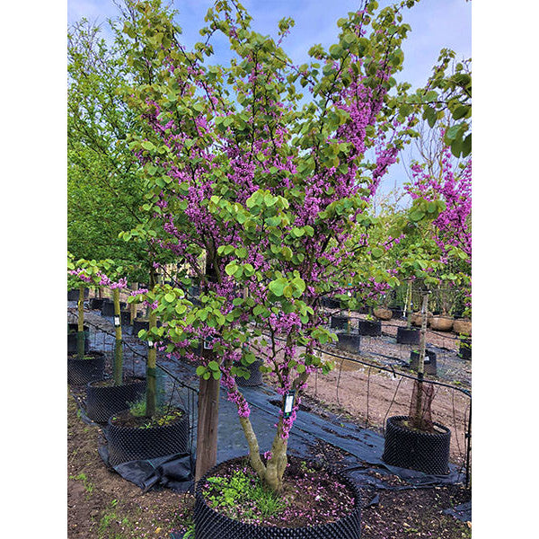 Cercis siliquastrum