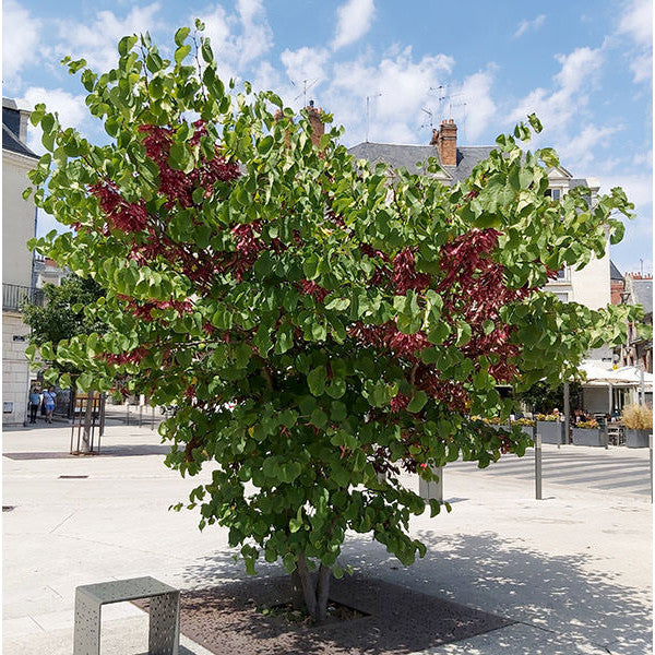 Cercis siliquastrum