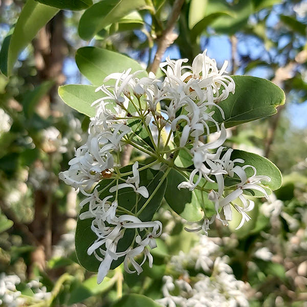 Chionanthus retusus