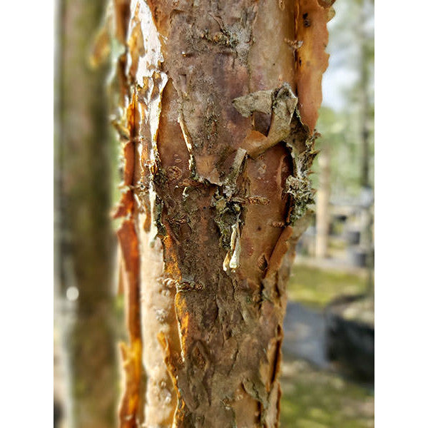 Chionanthus retusus