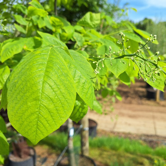 Cladrastis kentukea
