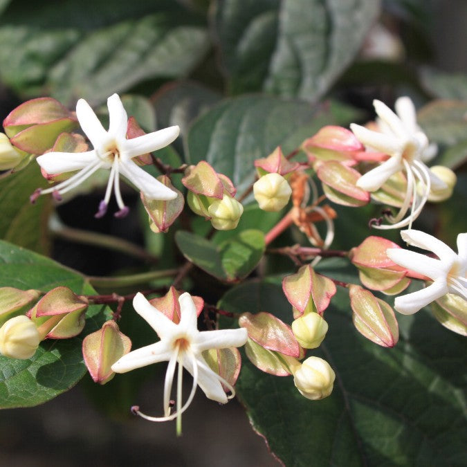 Clerodendron trichotomum