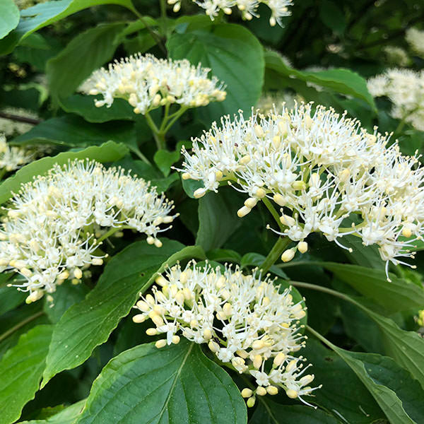 Cornus controversa