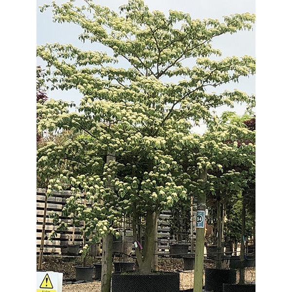 Cornus controversa
